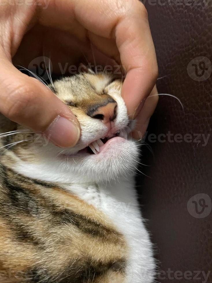 Small kitten in the process of changing milk deciduous teeth. Both sets of fangs are visible. These cat teeth are replaced with no apparent effort in a matter of days after being together photo