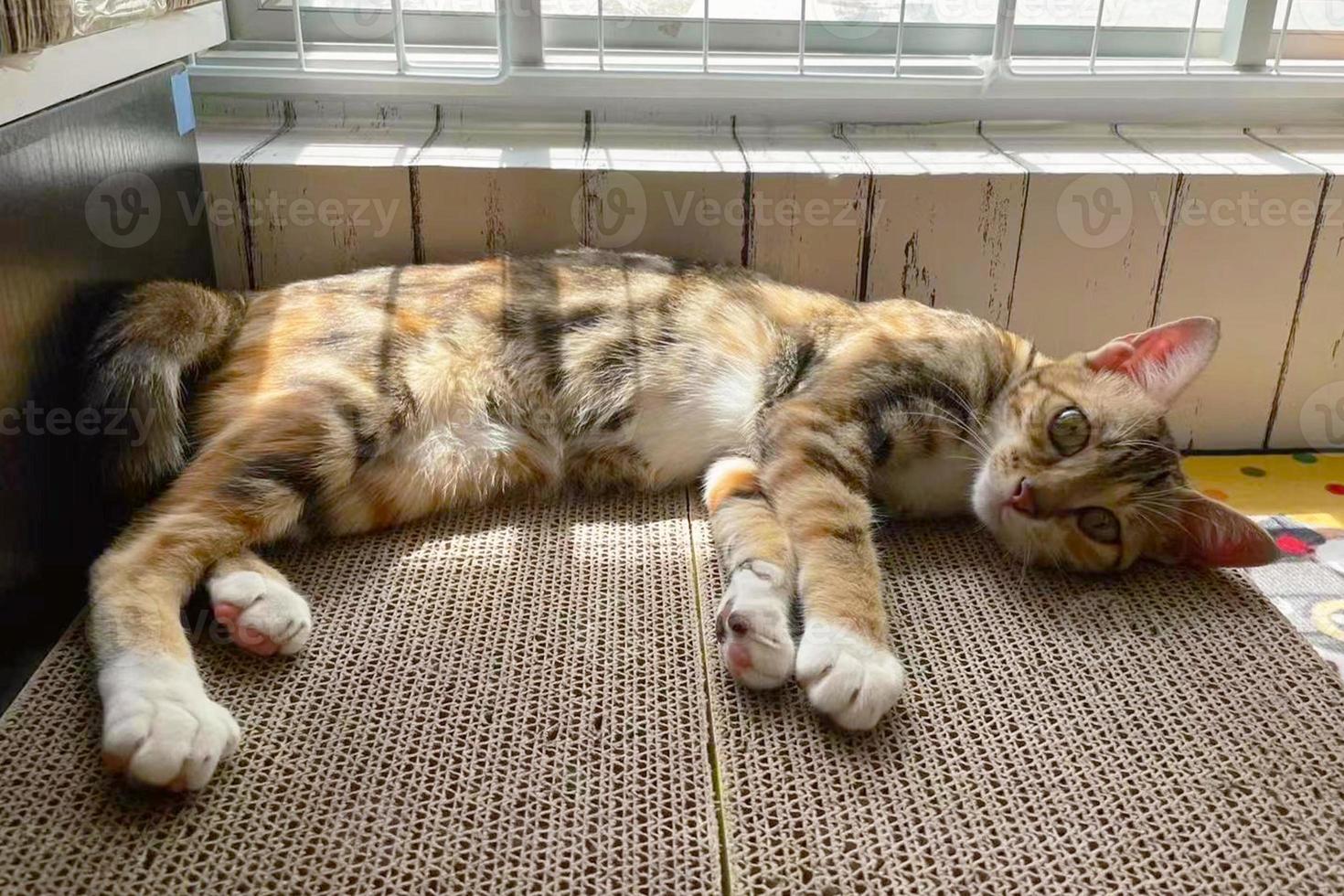 Small orange tabby cat sleeps on paper in silence. cute young cat sleeping on a cardboard box Behind the house is a white wall. Relaxed atmosphere. Scottish fold cat, focus on face while sleeping. photo