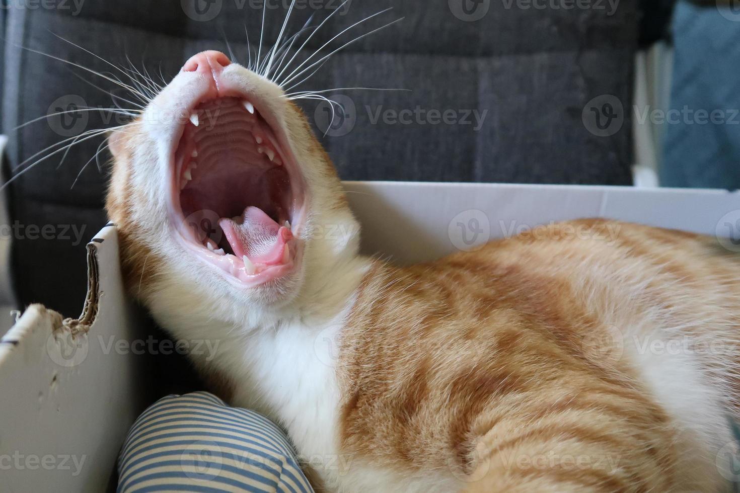 Orange tabby cat lies and yawns in a cardboard box. Place for text. Fluffy pet is going to sleep there. photo