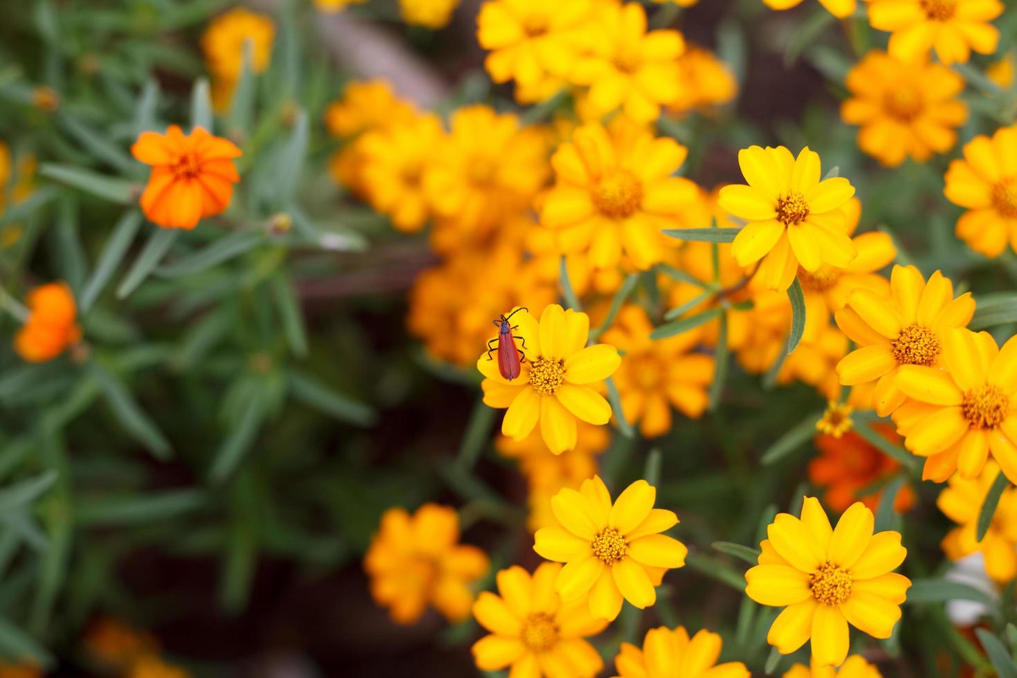 Red lily beetle on flower photo