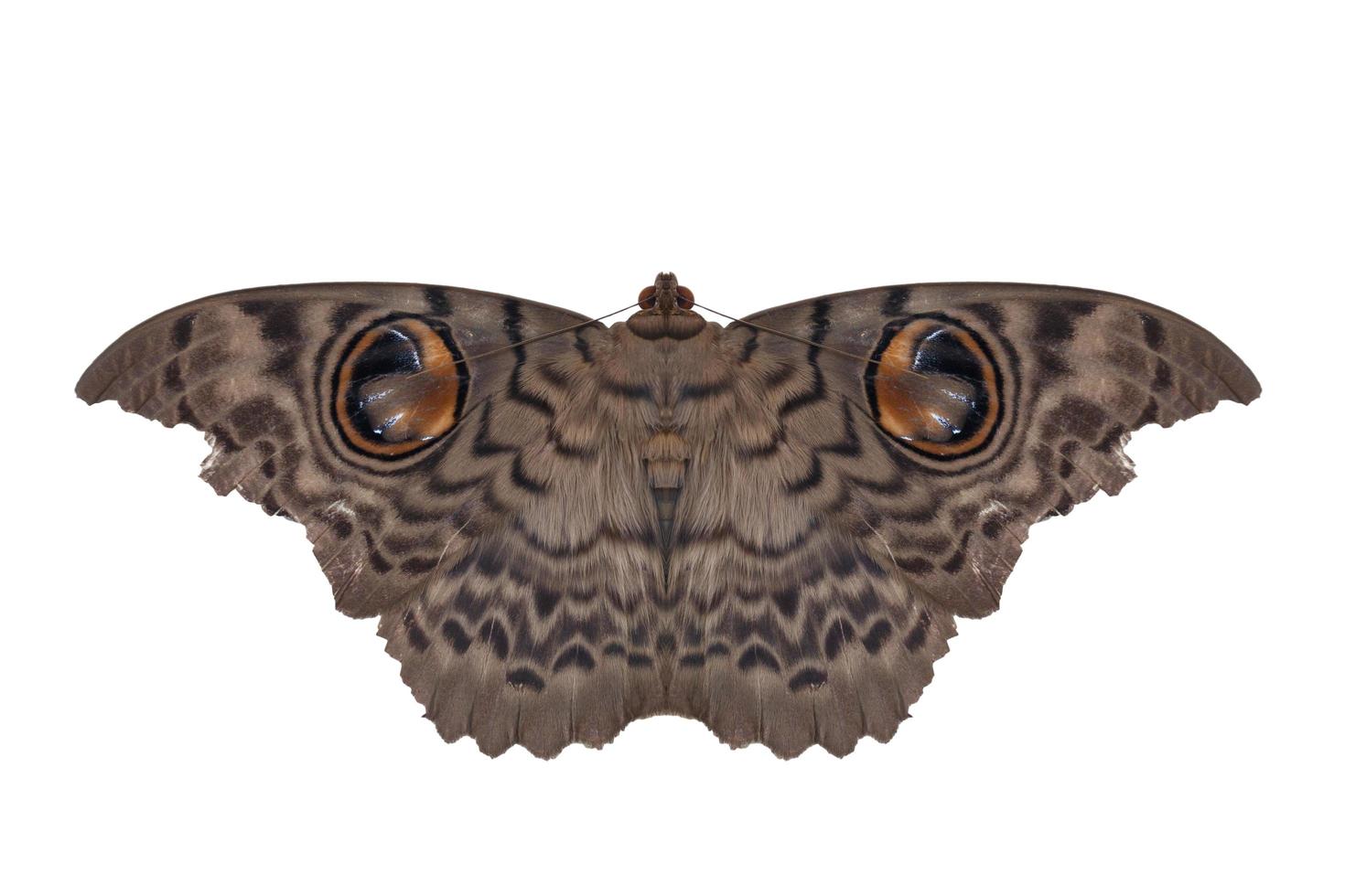 Moth butterfly, giant silk moth butterfly on white background photo