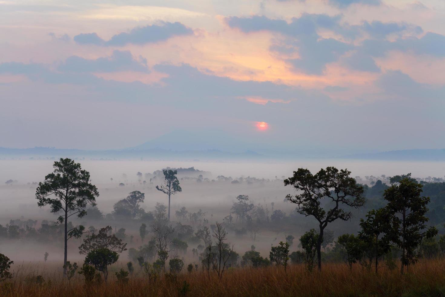 Misty morning sunrise at Thung Salang Luang National Park Phetchabun,Tung slang luang is Grassland savannah in Thailand. photo