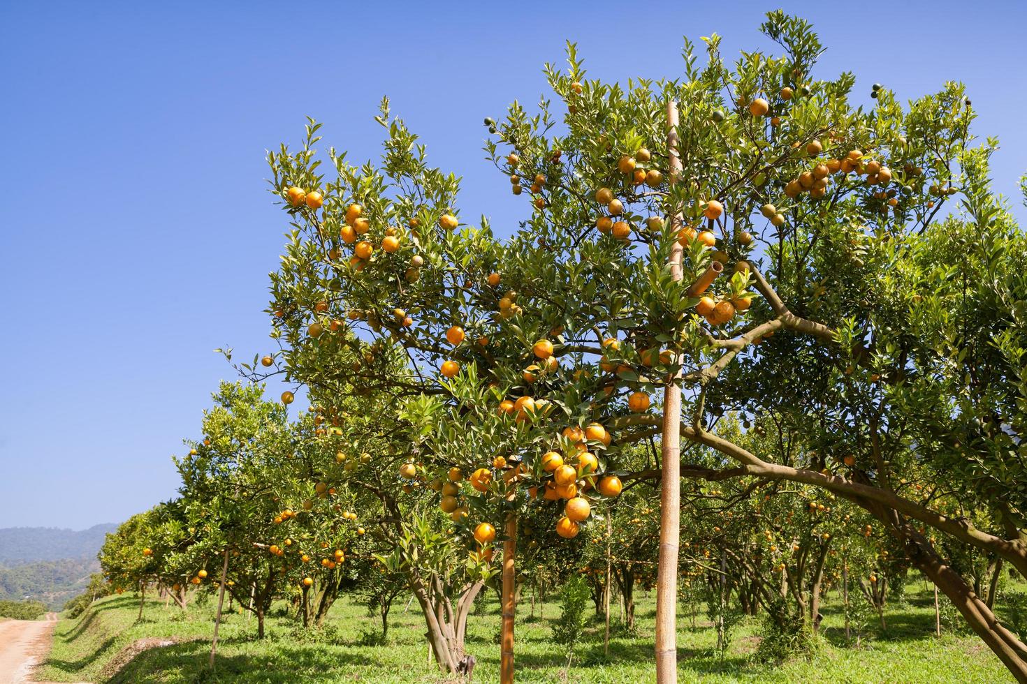 orange trees plantations photo