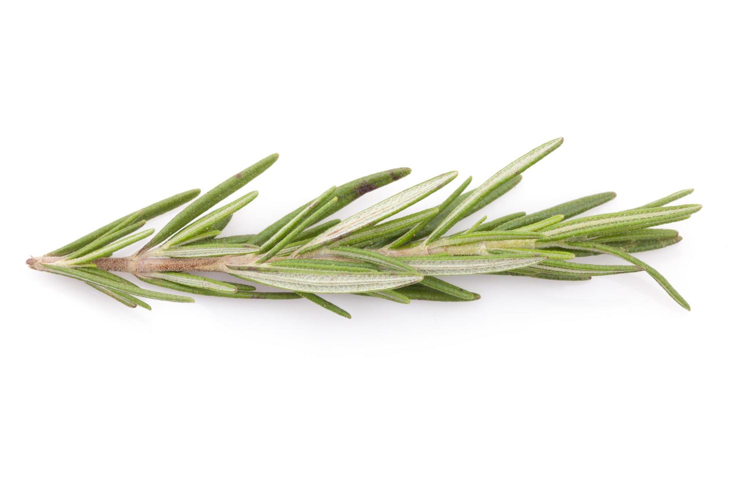 rosemary isolated on white background photo