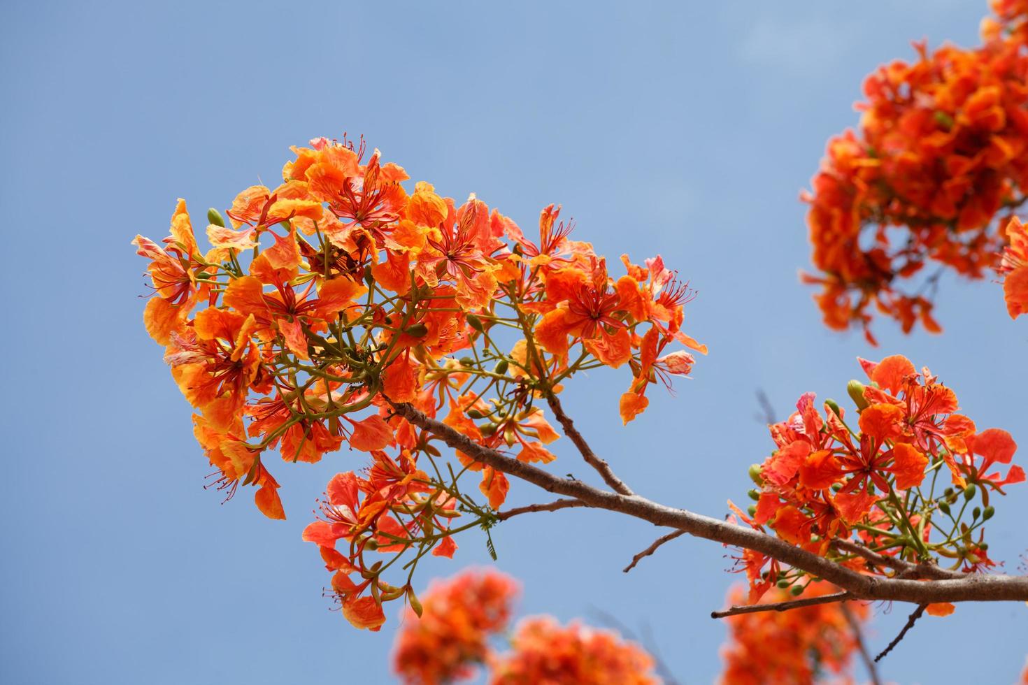 Caesalpinia Pulcherrima with blue sky photo