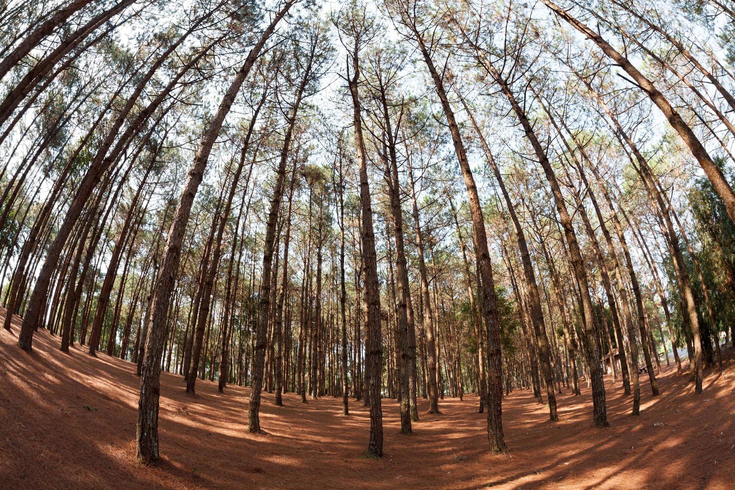 pine trees from below photo