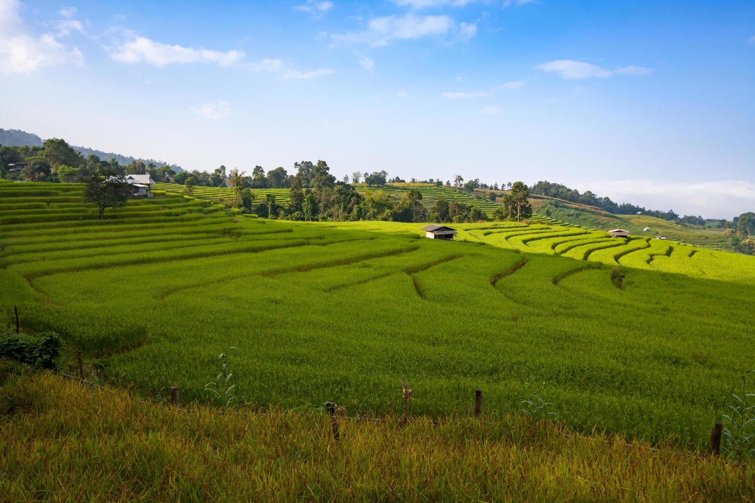 Campo de arroz en terrazas verdes en ban pa bong peay en chiangmai, tailandia foto