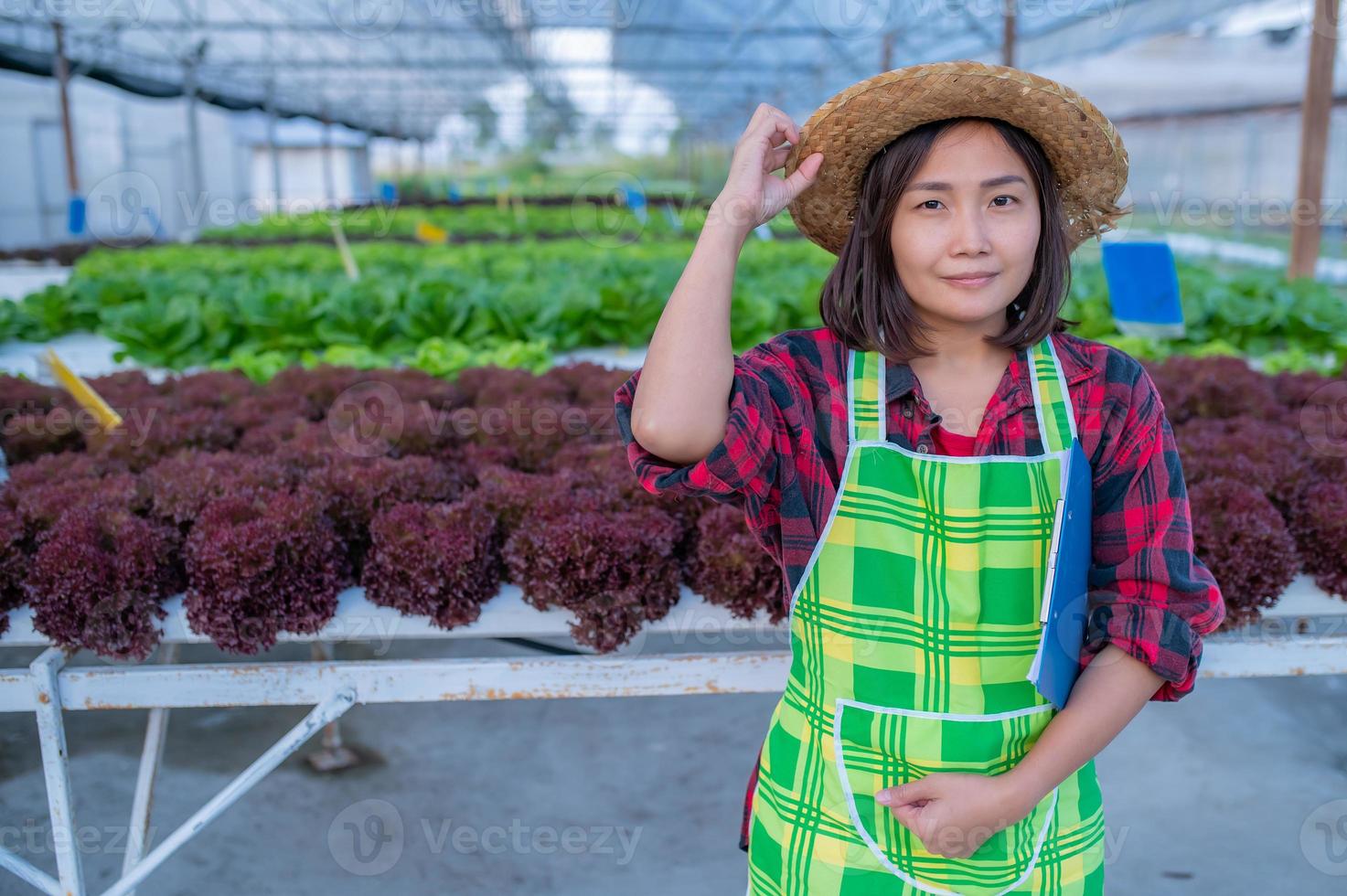 Asian farmer woman working at salad farm,Female asia Growing vegetables for a wholesale business in the fresh market photo