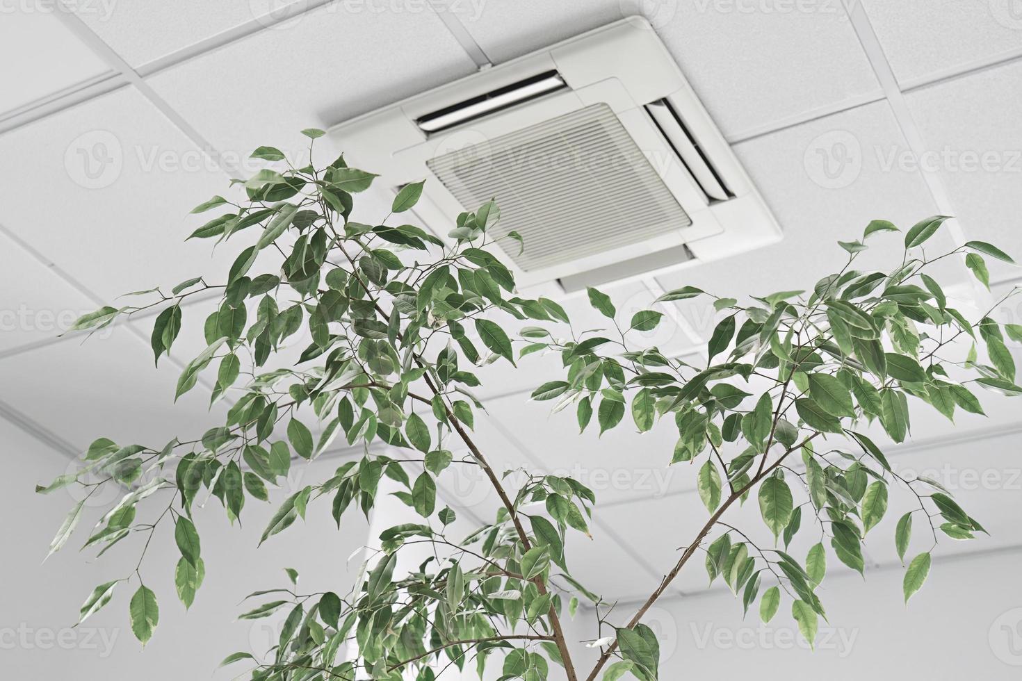 Closeup cassette Air Conditioner on ceiling in modern light office or apartment with green ficus plant leaves. Indoor air quality photo