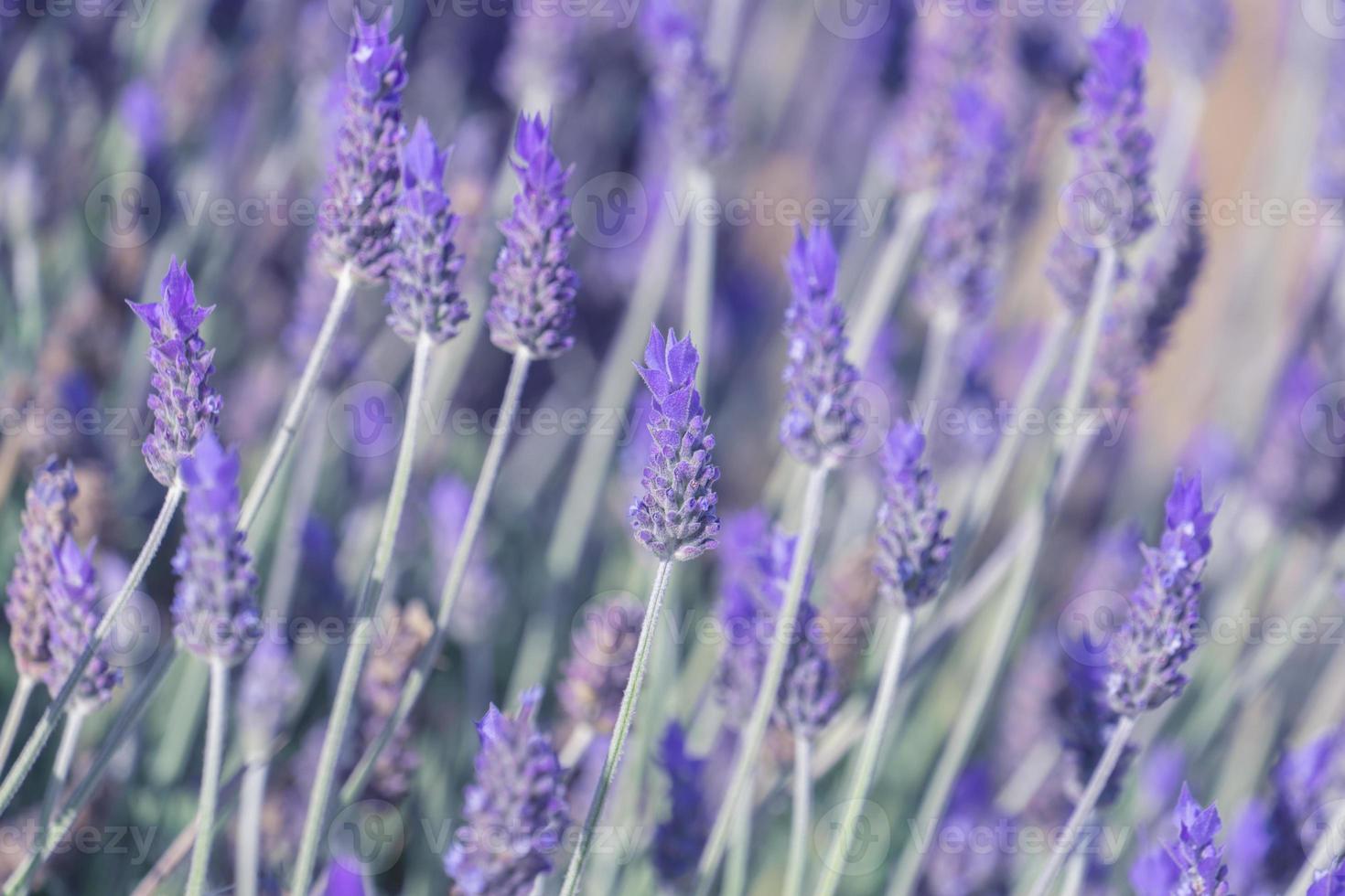 flores de lavanda en flor. fondo floral natural con capullos de lavanda lila foto