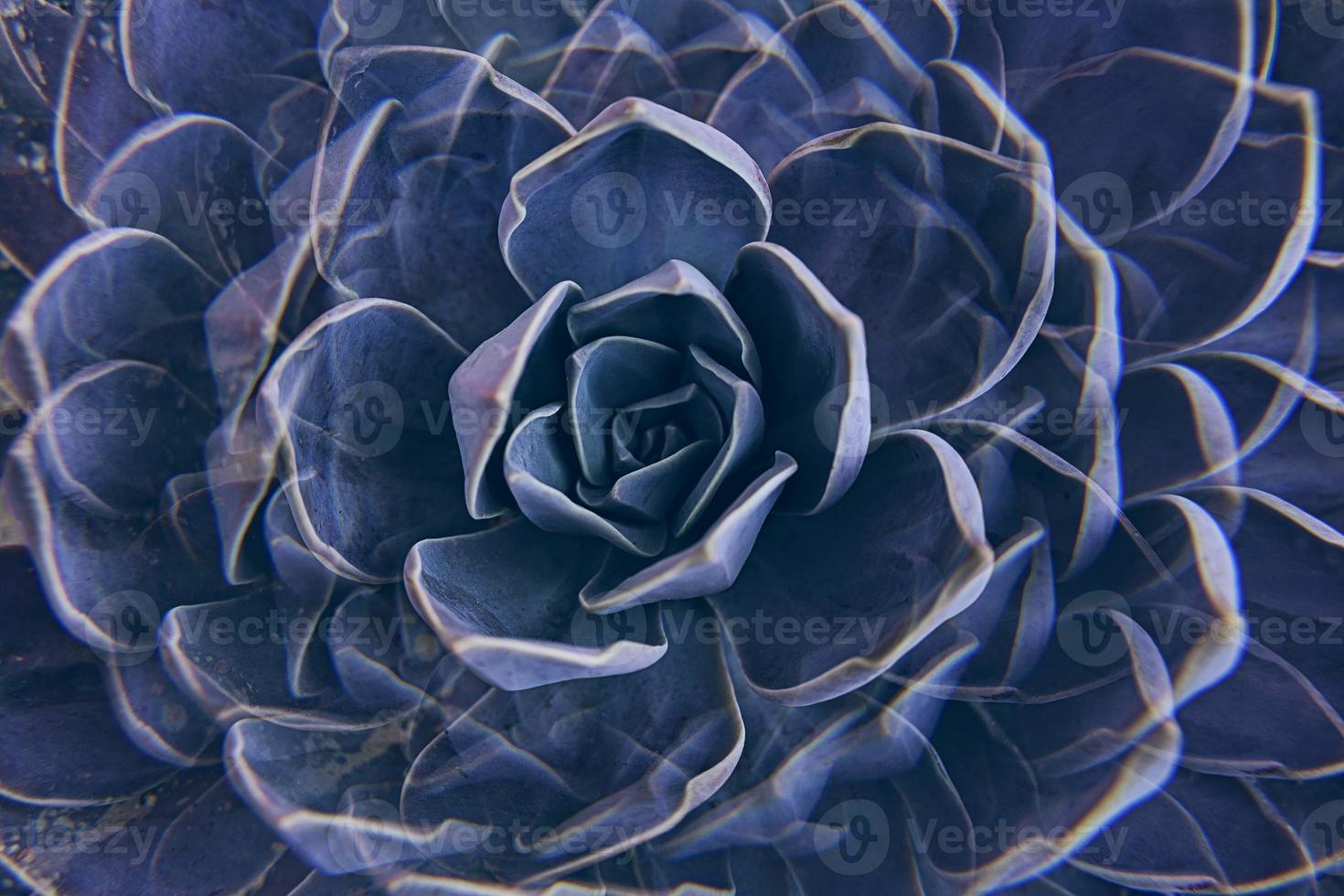 Succulent Rock rose closeup. Floral background with succulent plant White Mexican Rose closeup photo