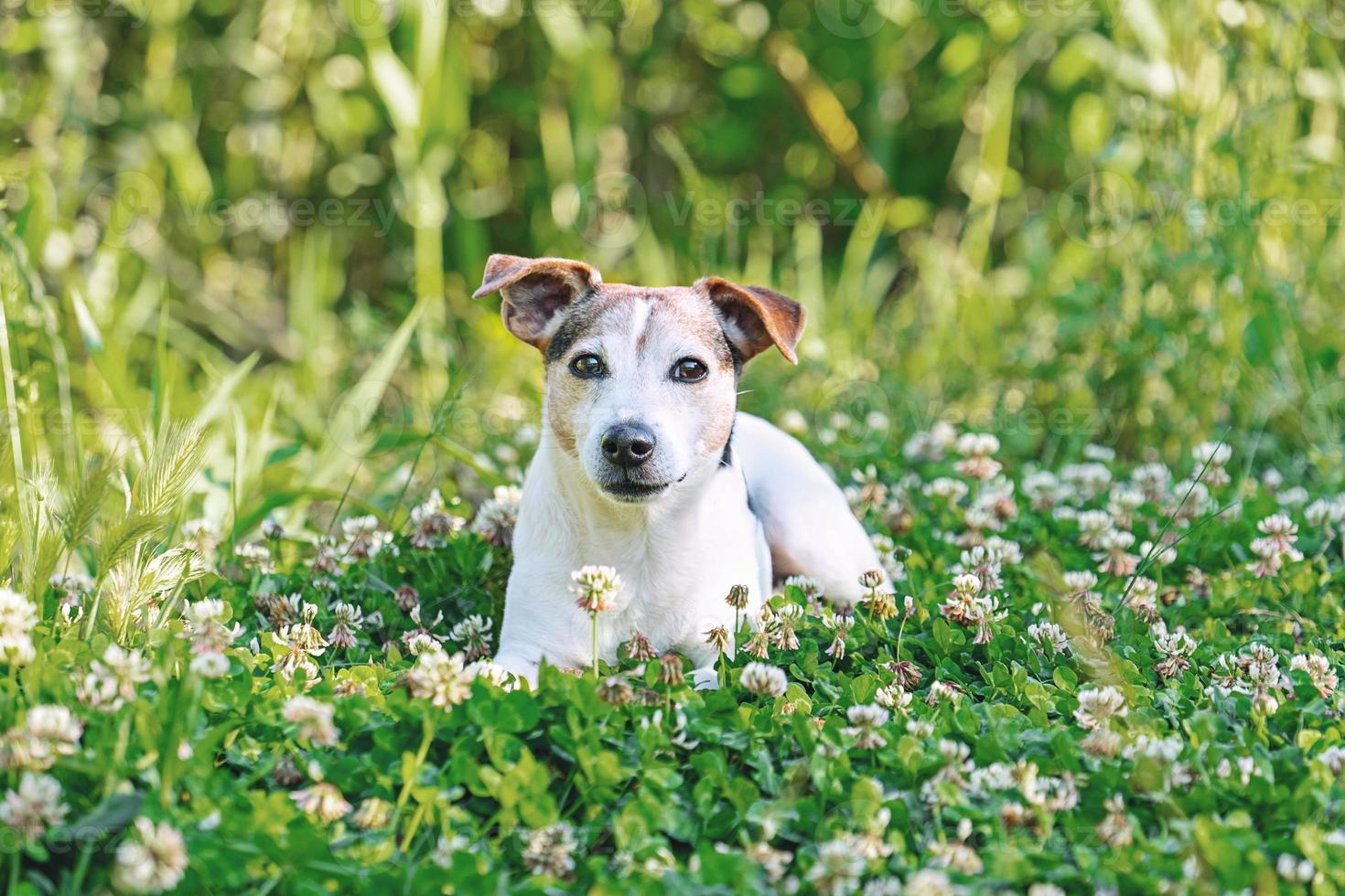 Senior dog in green clover grass enjoying of walk, summertime concept photo