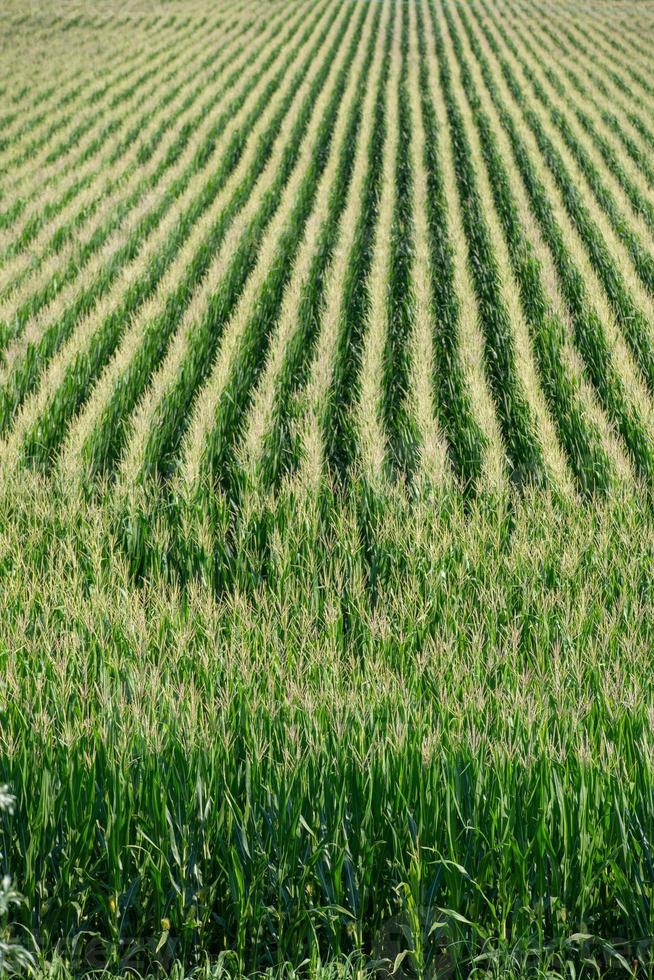 Field cultivated with maize photo