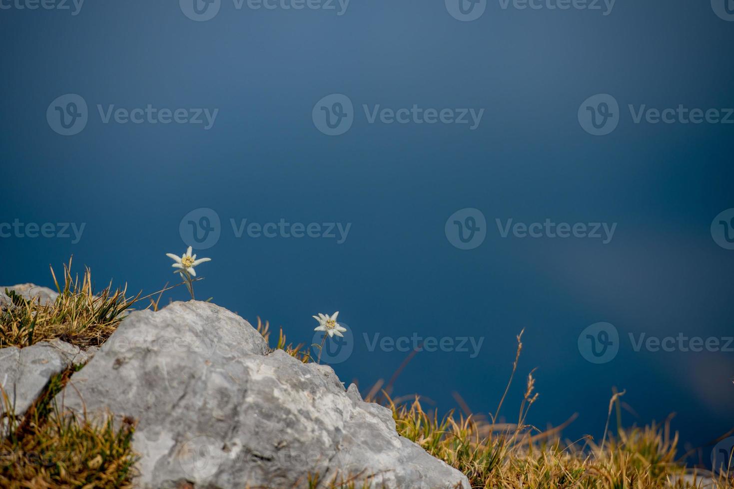 edelweiss floreciendo en las altas montañas foto