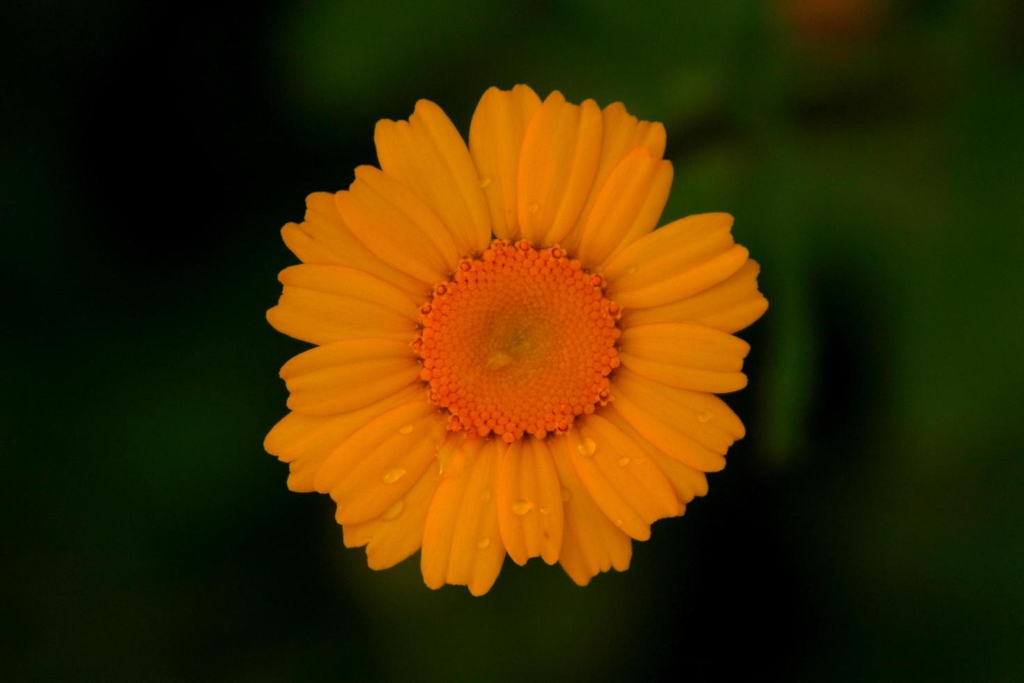 flor amarilla en el jardín foto