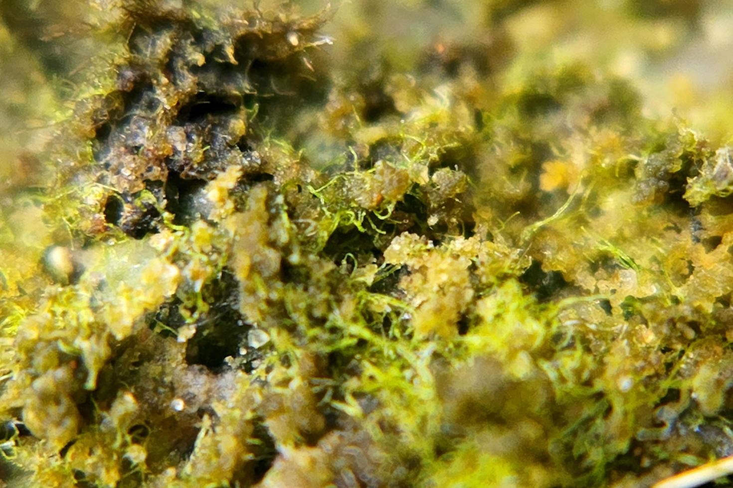 photo macro abstract object surface with natural rough texture background