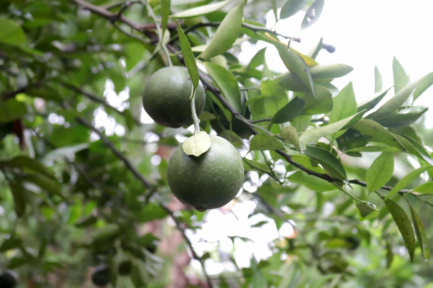 Fresh and sweet citrus fruit plant with green leaf and twig texture in agricultural garden photo