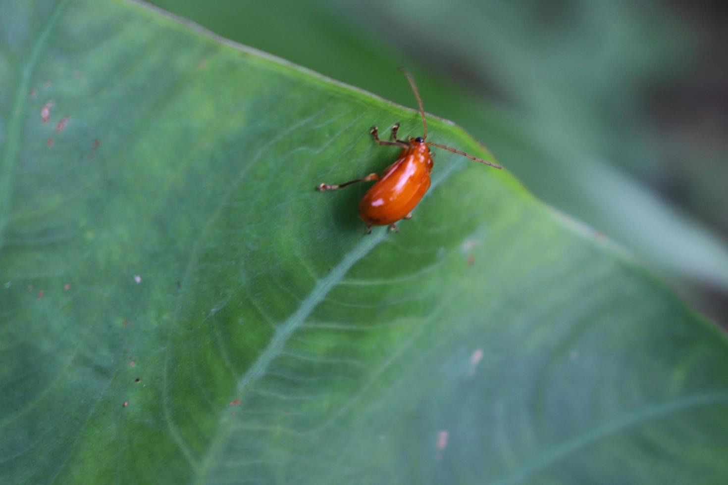 insect animal perched on a leaf with a blur background texture photo