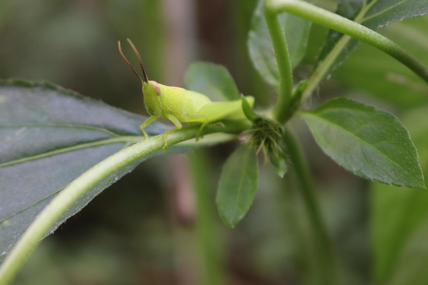 photo macro animal insect grasshopper on a tree branch with texture background blur
