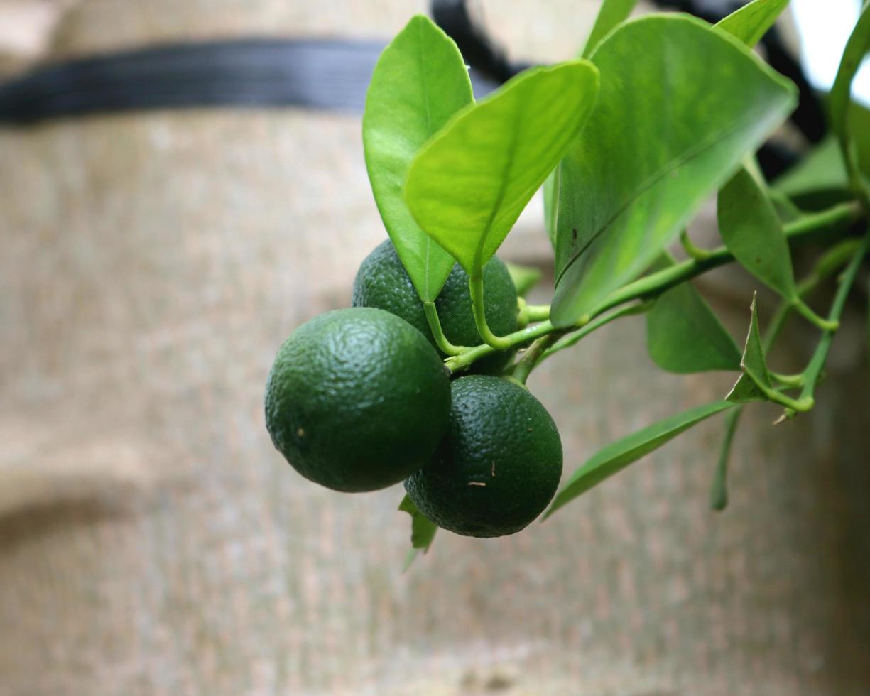 Fresh and sweet citrus fruit plant with green leaf and twig texture in agricultural garden photo