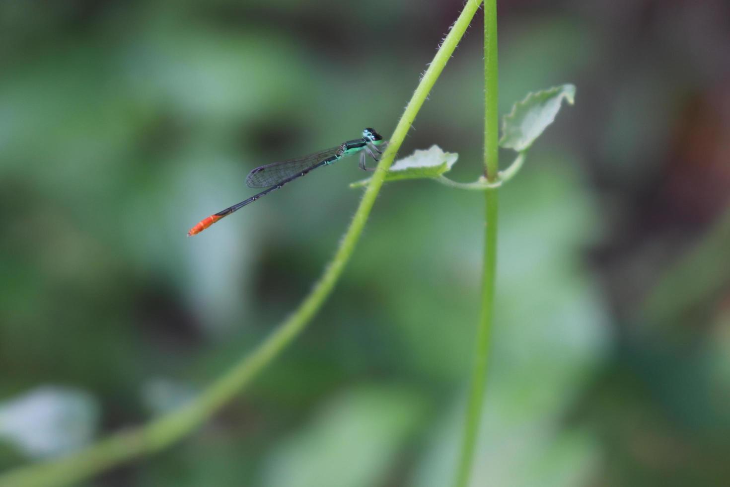flying winged dragonfly insect perched on a leaf branch with a blur background texture photo