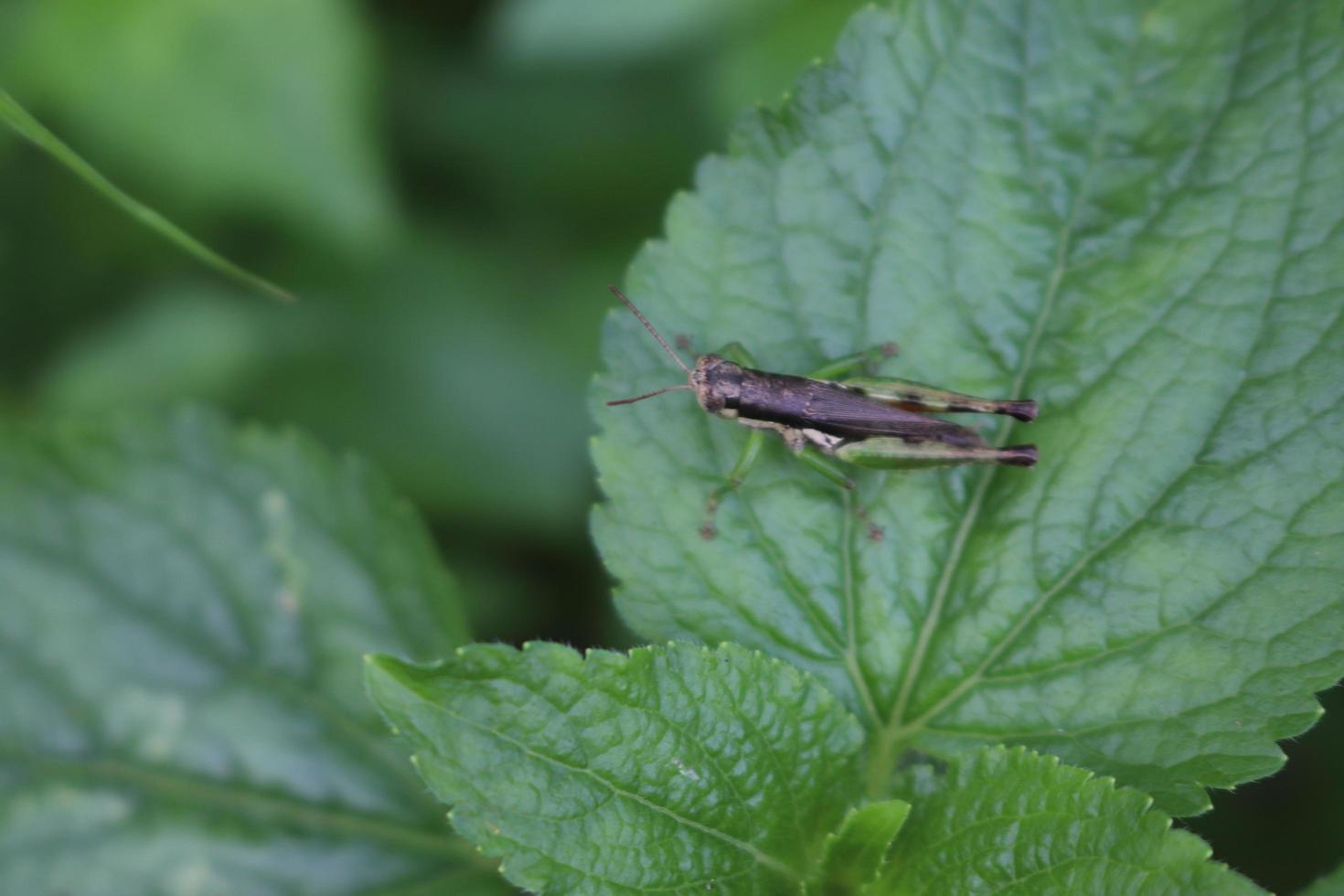 photo macro animal insect grasshopper on a tree branch with texture background blur