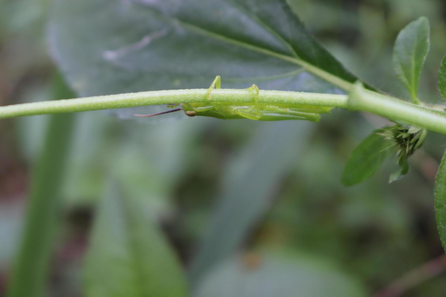 photo macro animal insect grasshopper on a tree branch with texture background blur