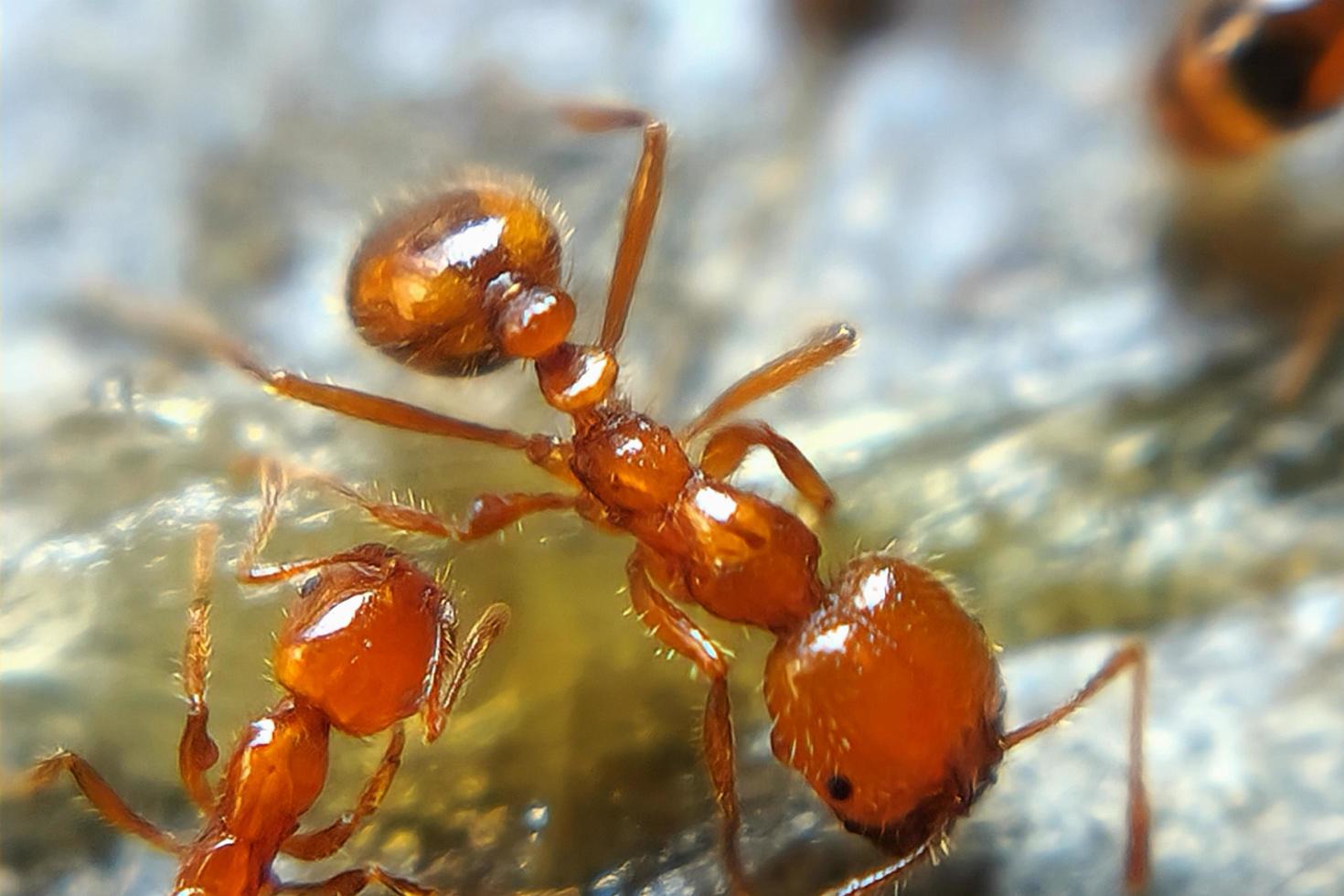 macro photo of insects, ants, small animals, looks detailed with a blur background effect