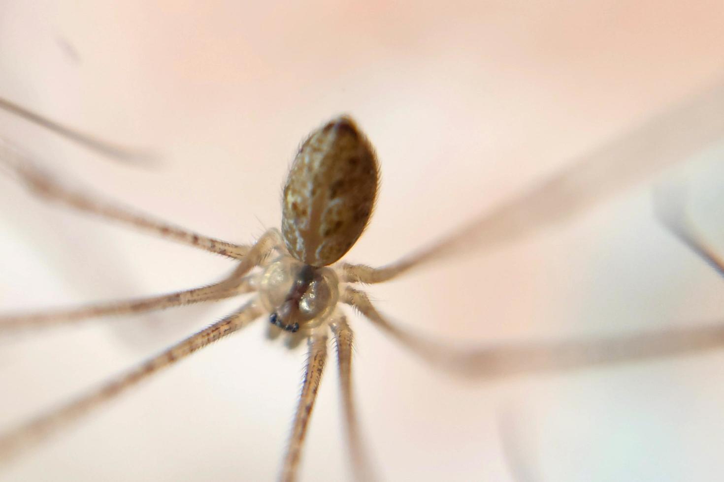 wingless knuckle-knuckle animal that crawls and hangs in a web trap photo