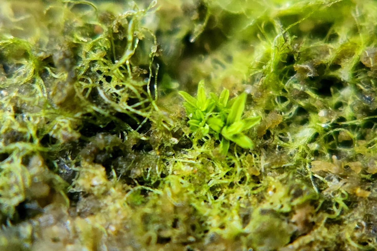 photo macro abstract object surface with natural rough texture background