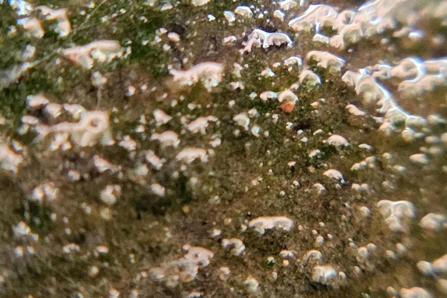 photo macro abstract object surface with natural rough texture background