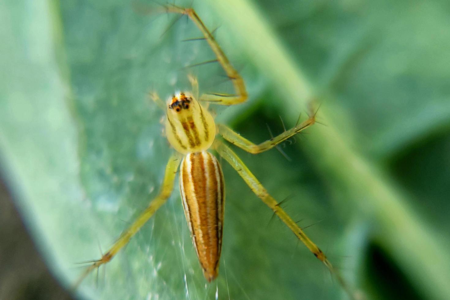 photo macro yellow spider insect with blur background texture