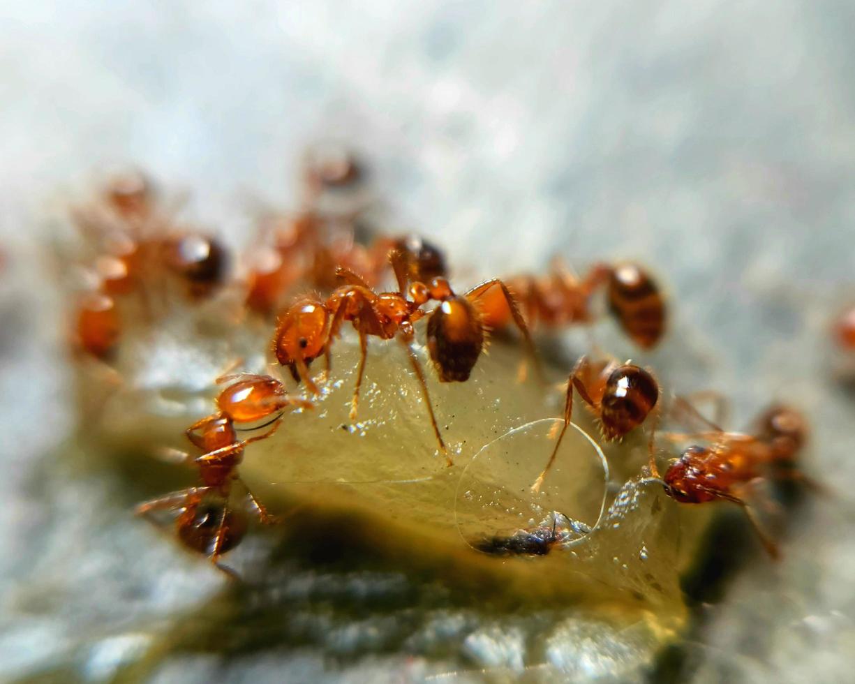 macro photo of insects, ants, small animals, looks detailed with a blur background effect