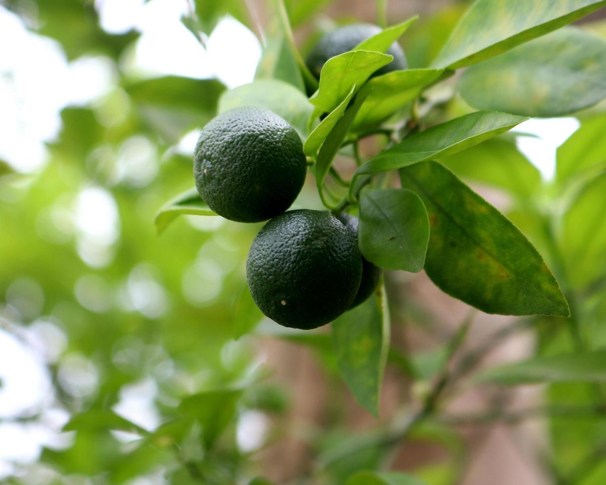 Fresh and sweet citrus fruit plant with green leaf and twig texture in agricultural garden photo