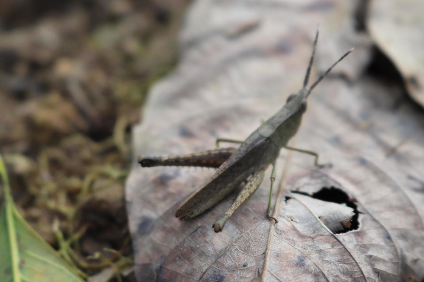 photo macro animal insect grasshopper on a tree branch with texture background blur