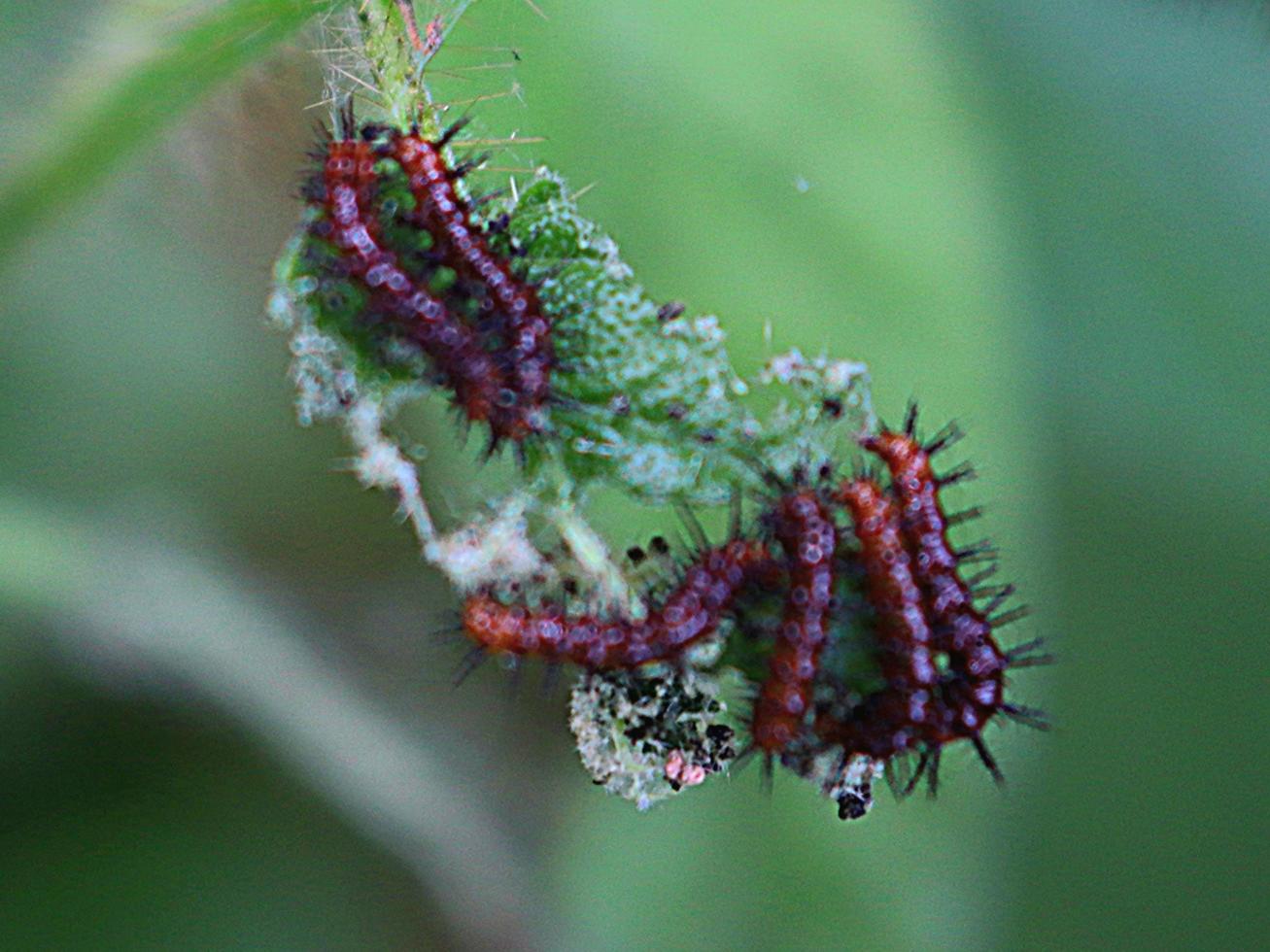 oruga peluda insecto pica planta hoja plagas foto