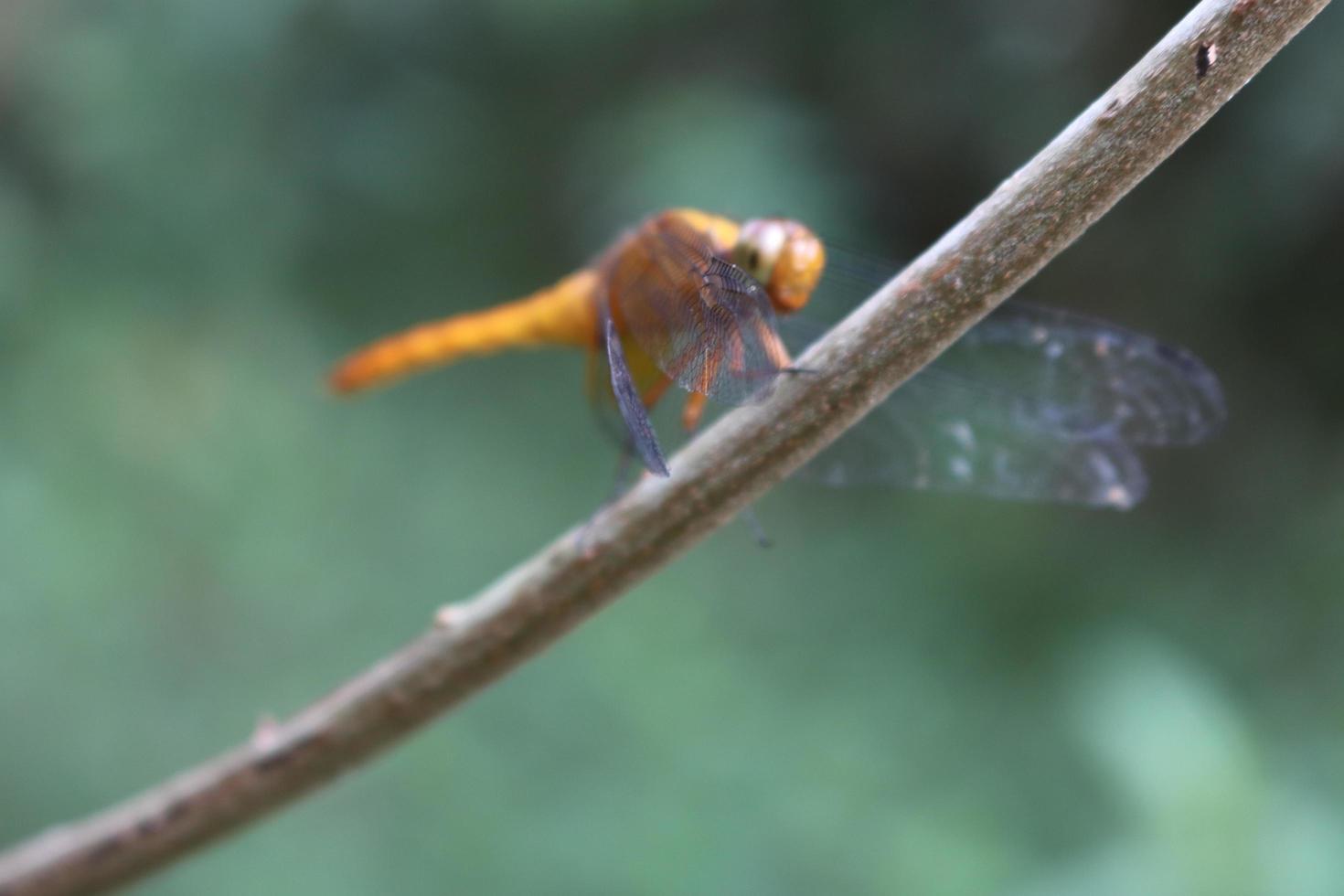 flying winged dragonfly insect perched on a leaf branch with a blur background texture photo