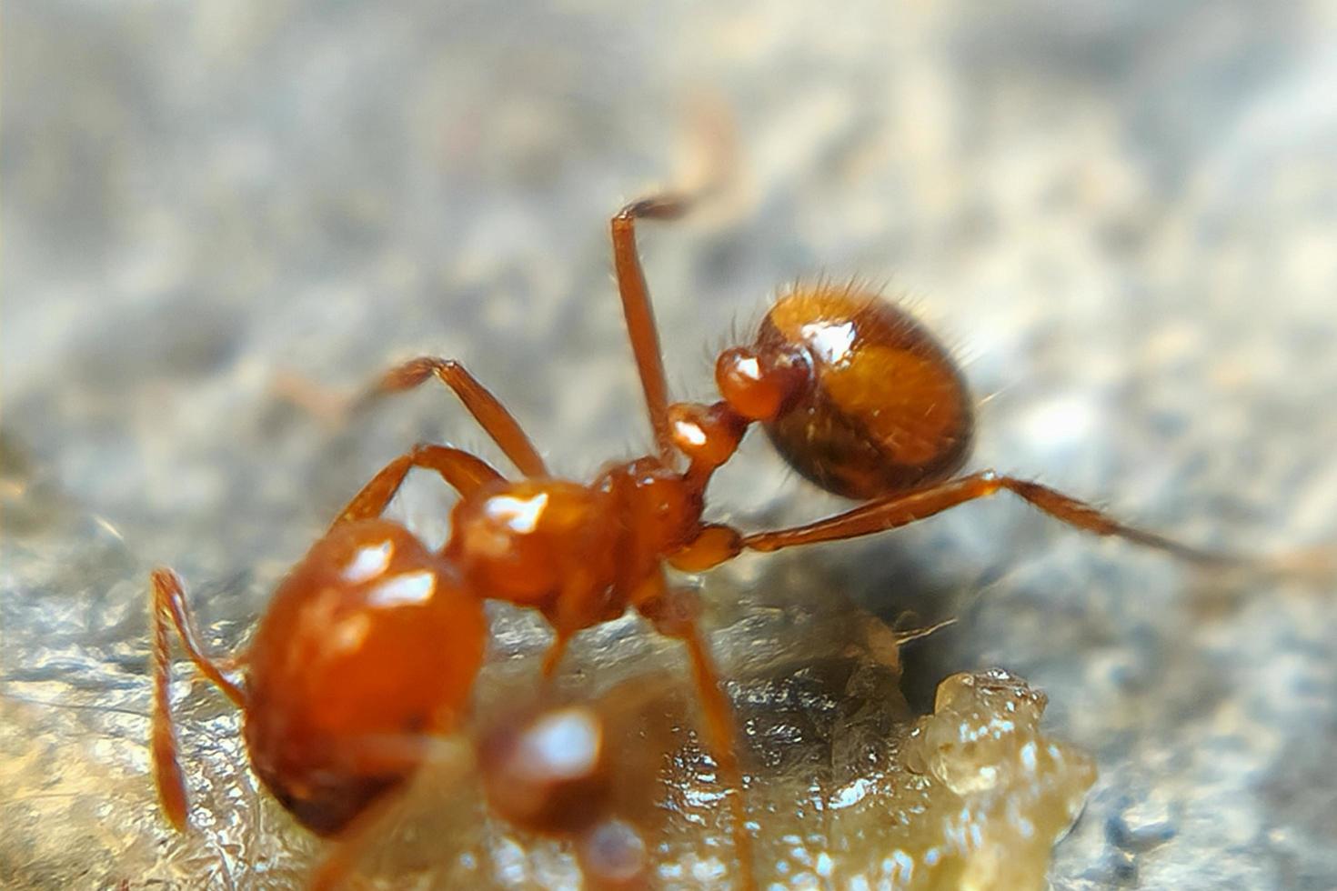 macro photo of insects, ants, small animals, looks detailed with a blur background effect