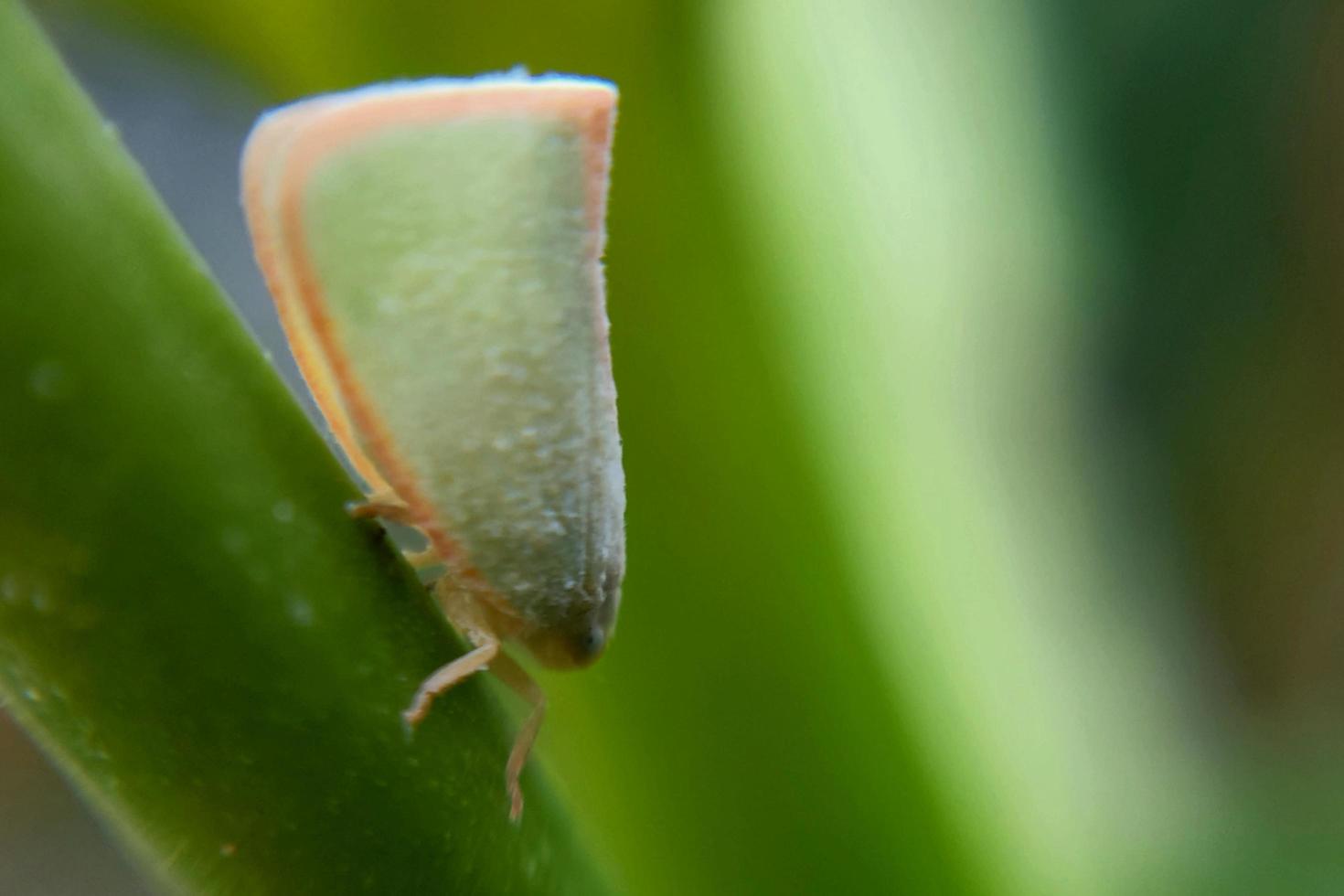 a brown butterfly perched on a leaf with a blurry background texture photo