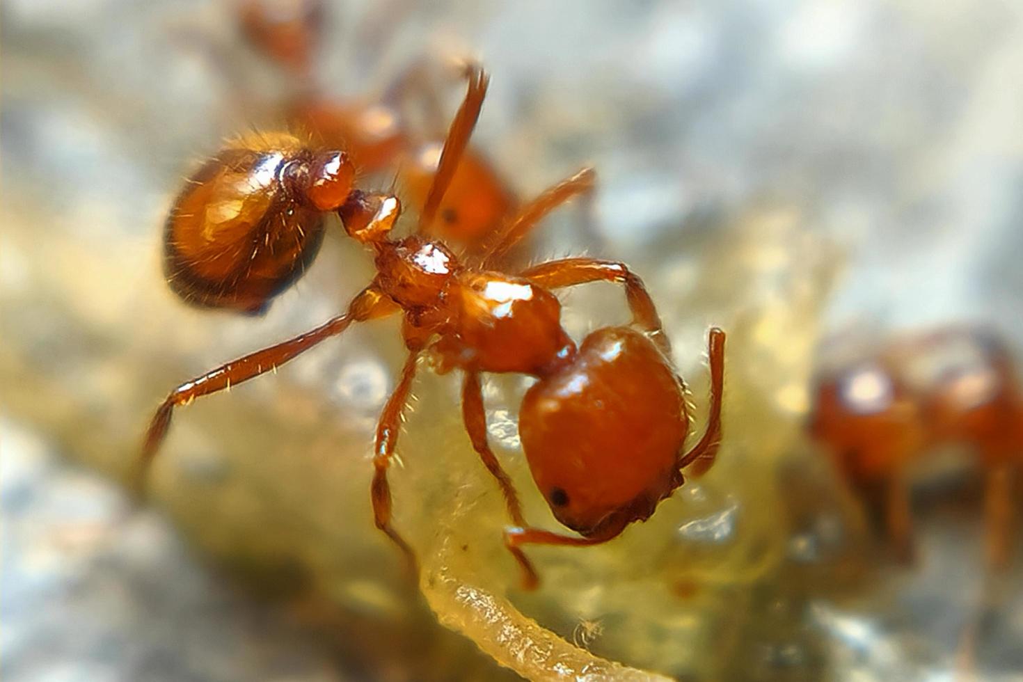 macro photo of insects, ants, small animals, looks detailed with a blur background effect