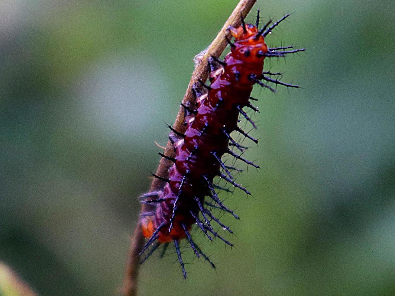 oruga peluda insecto pica planta hoja plagas foto