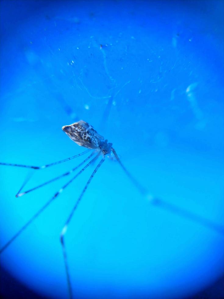 wingless knuckle-knuckle animal that crawls and hangs in a web trap photo