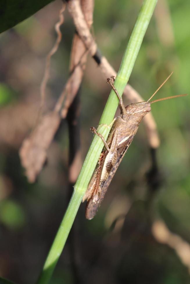 photo macro animal insect grasshopper on a tree branch with texture background blur