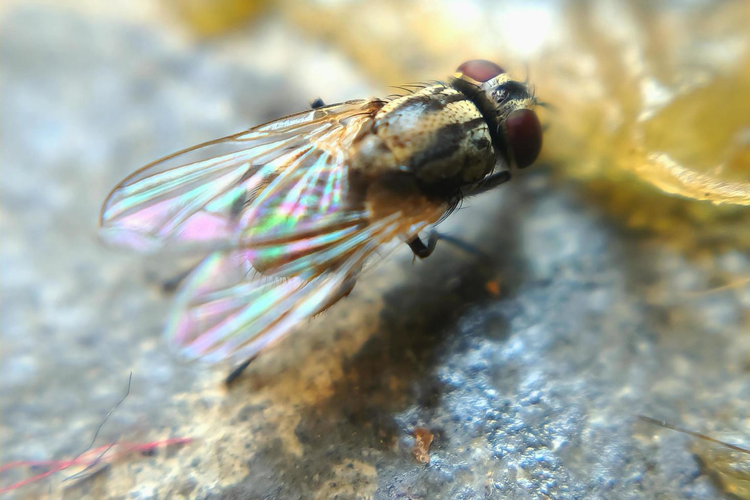 photo macro insect flies animal in a dirty environment