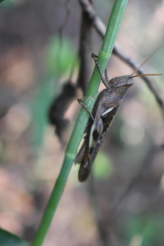 photo macro animal insect grasshopper on a tree branch with texture background blur