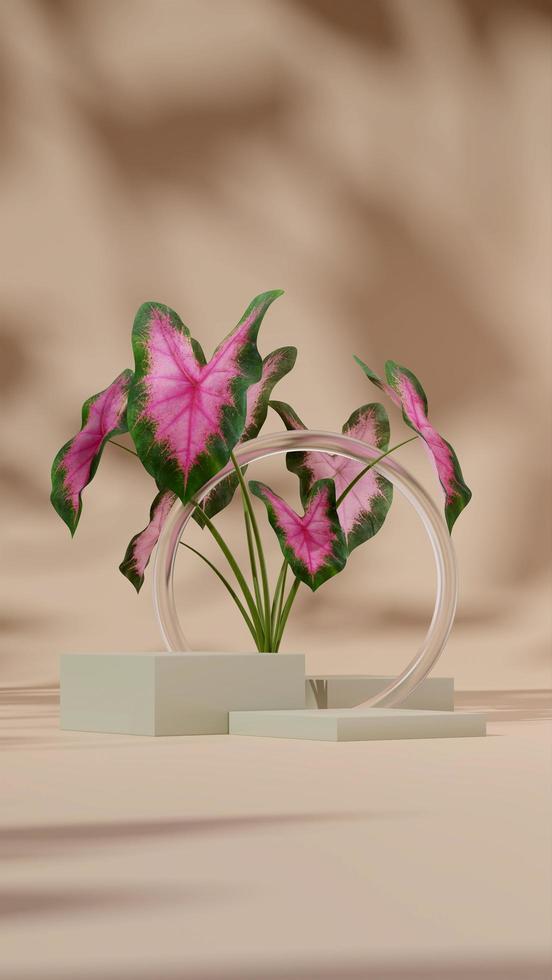 Podio verde de plantilla de representación 3d en retrato con decoración de vidrio borrosa y caladio de explosión rosa foto