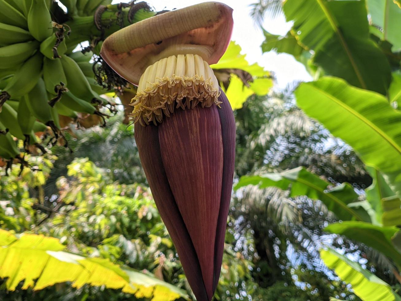 banana heart still hanging on the banana tree. photo