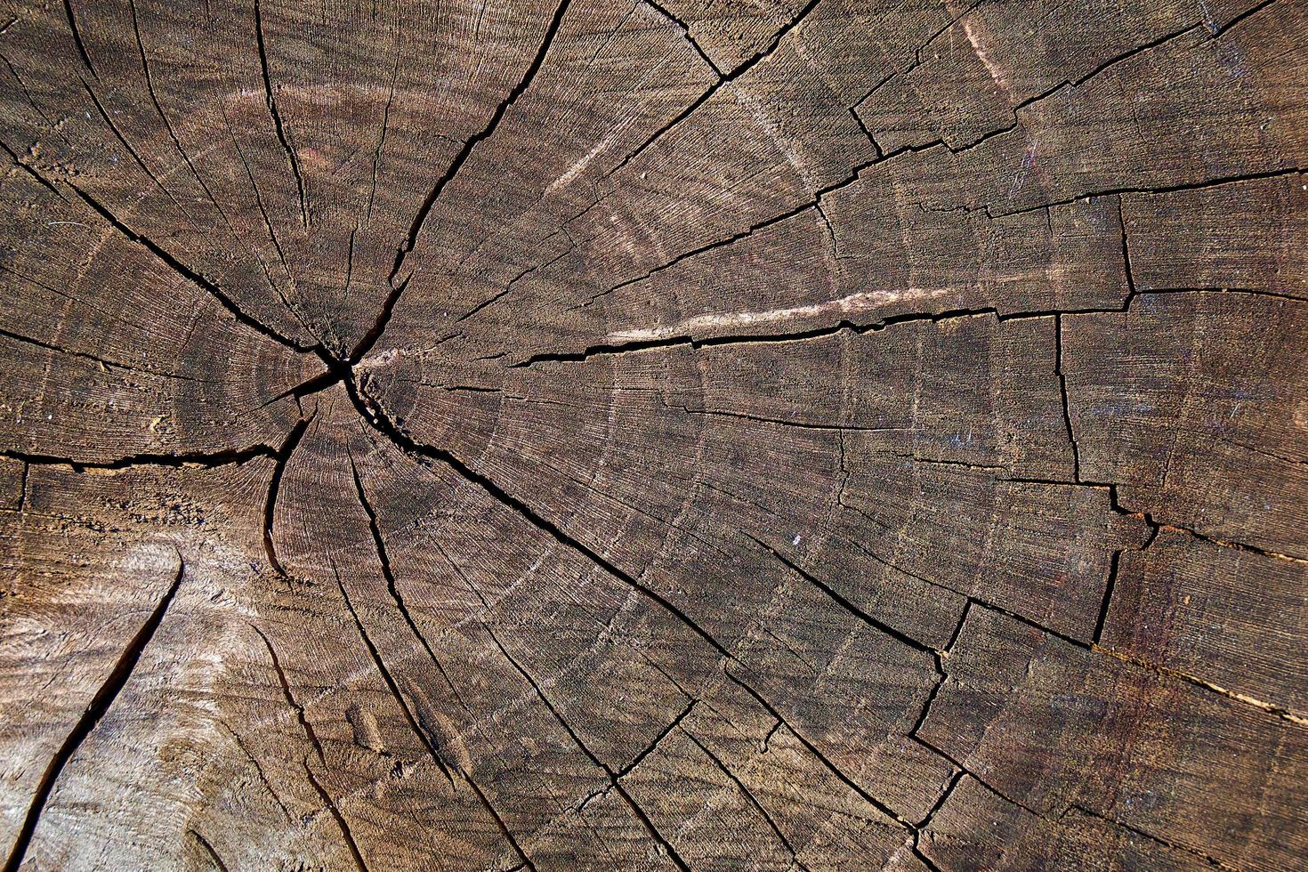 Cracks on sawing of tree stump. photo