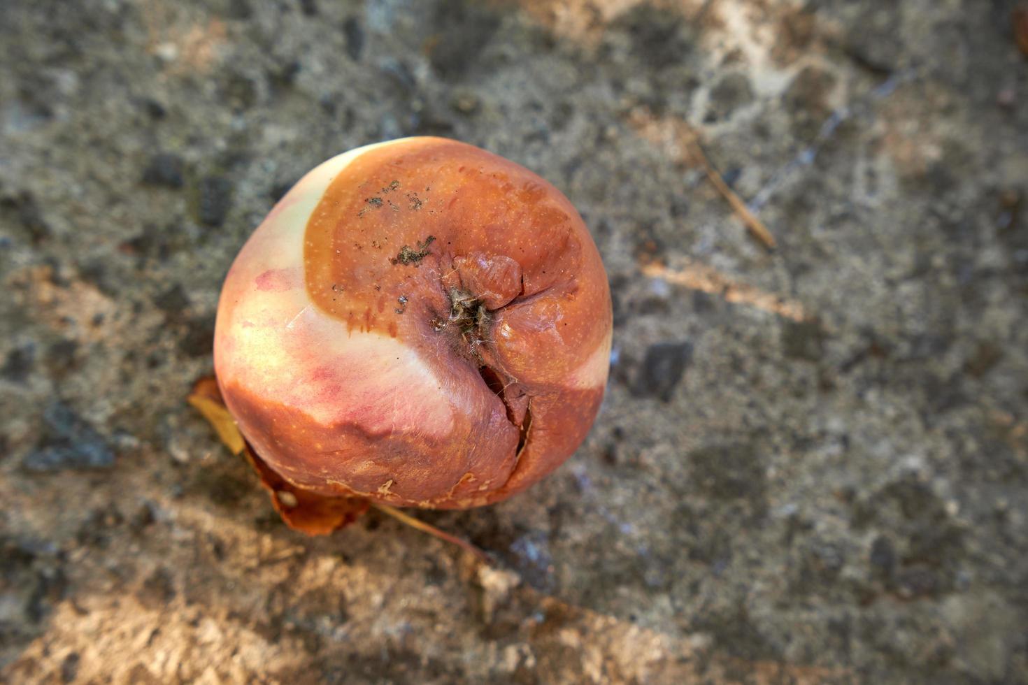 Rotten apple that has fallen from tree lies on floor. photo