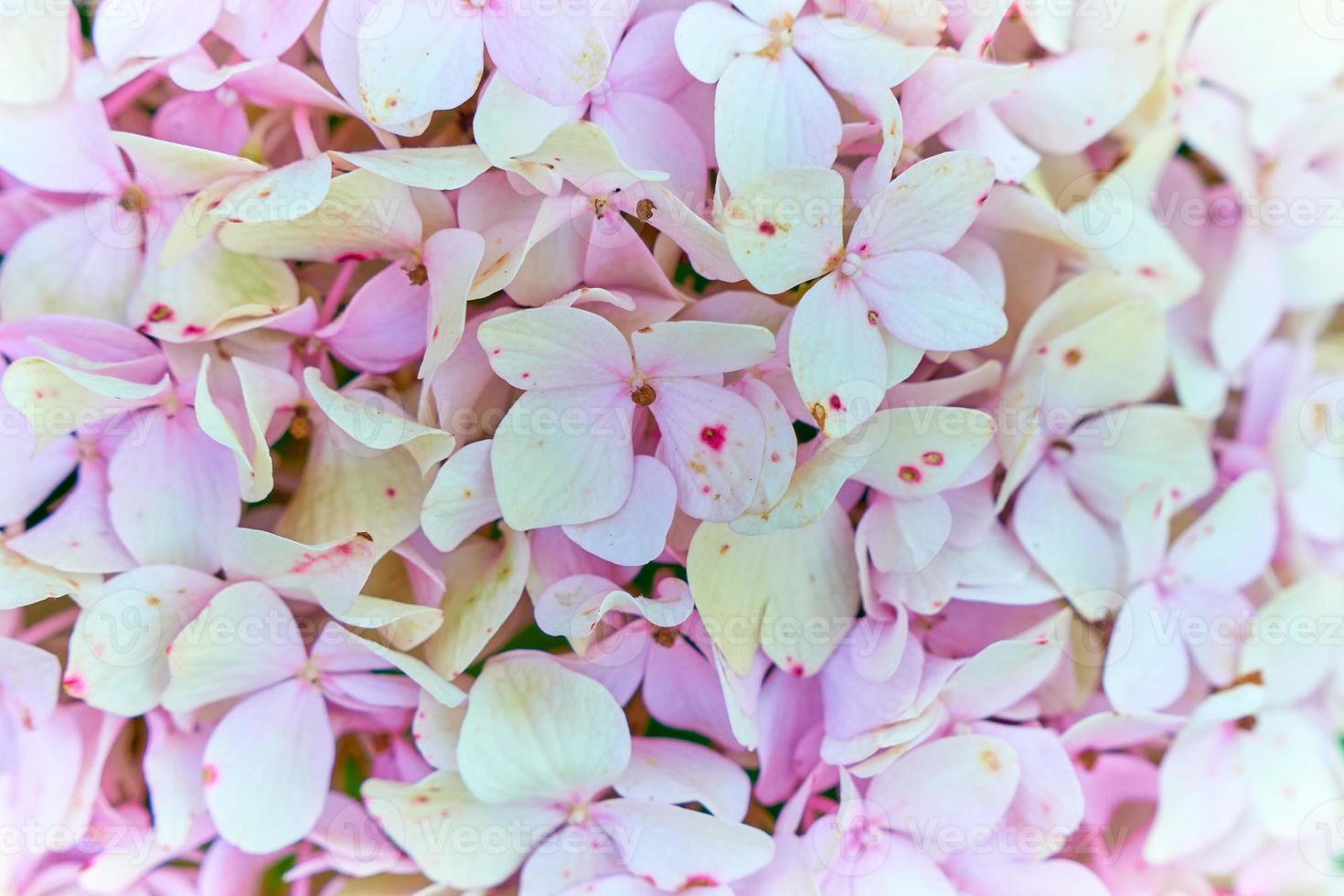 Light background of flowers and small petals photo